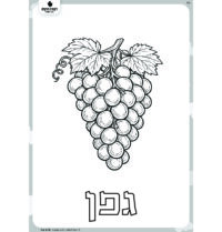 דף צביעה לט"ו בשבט- שבעת המינים גפן